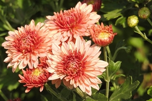 服務の宣誓は奥が深いのです。|宣誓しないのは職務上の義務違反です。