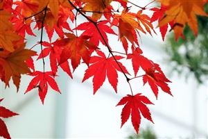 職員団体の交渉|職員団体と地方公共団体の紳士協定