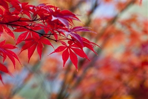 政治的行為の制限｜公務員は政治的行為は禁止されています。