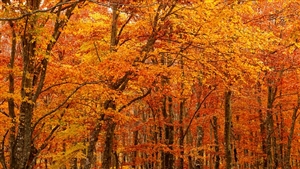 職員団体に登録することのメリット