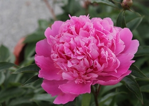 臨時的任用とは何か?|臨時的任用職員とはどのようなもの?