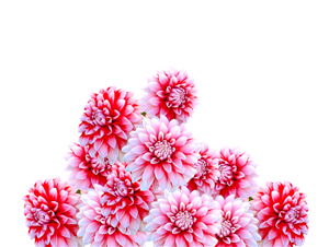 審査請求と訴訟との関係とは