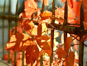 争議行為等の禁止｜公務員はストライキをしてはいけません