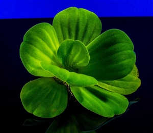 教育長とは何か？｜地教行法の改正でつくられた新「教育長」とはどんな人なのか？