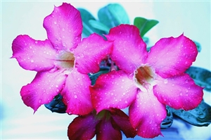 今年の予想問題｜面接の質問は？