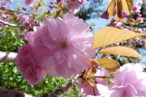 教育課程とは？だれがつくるものなの？