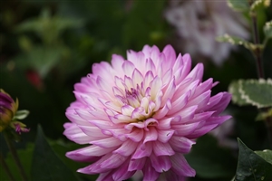 特別支援学校への就学指導|国が定める就学基準