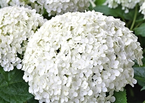 介護休暇とは？｜特別休暇なのだろうか？