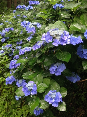 序論の4文とはこれだ｜序論の例いろいろ