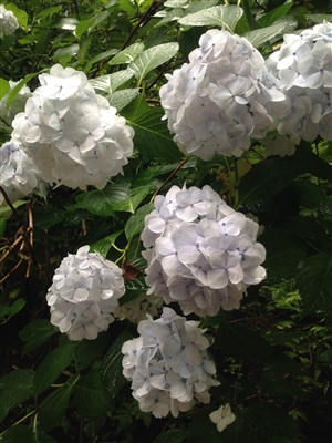 結論では、最後に覚悟や決意を示すこと｜尻切れトンボにならないように