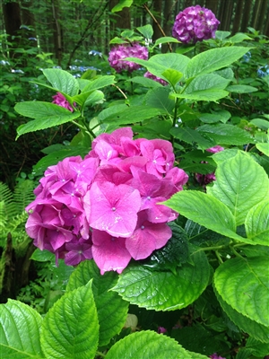 結論では、最後に覚悟や決意を示すこと｜尻切れトンボにならないように