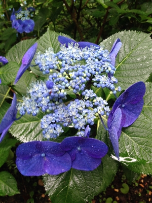 柱を具体化する「論」「例」「策」の書き方とは