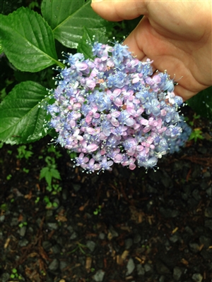 序論の書き方とは｜書き出しで書く4つの文とは？