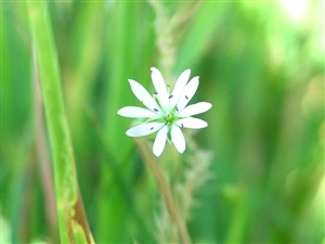 条件付き採用とは何ですか？｜最初が肝心です。