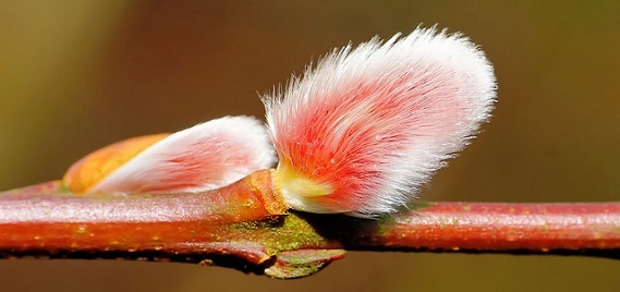 法律で職専免になる場合はどんなとき？｜地方公務員法では？