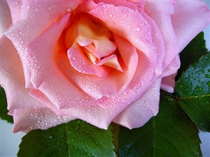 懲戒免職や分限免職による教員免許状の失効とは？