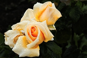 確かな学力とは？生きる力とは？