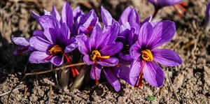 学齢簿ができたあとは何をするのか｜健康診断があるのですか？