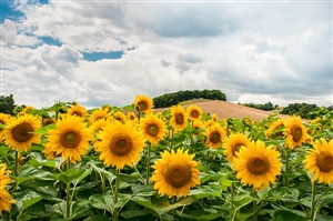 教育公務員の政治的行為の制限｜制限される範囲がちがうのです。
